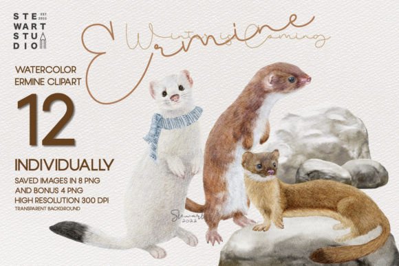 Watercolor Ermine Clipart: A Designer’s Review for Real-World Branding & Illustration Projects